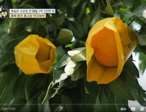 금손다시마 사용한 복숭아 농가>>> 역전의 부자농부 방송영상